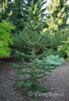 Blahočet čilský - Araucaria araucana