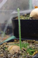první vyrustající list Cycas panzhihuanensis