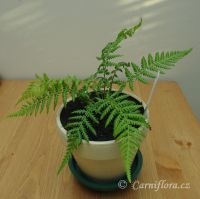 Dicksonia antarctica