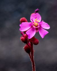 Drosera aliciae květ