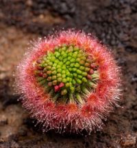 Drosera citrina tvořící gemmy