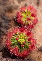 Drosera grievei