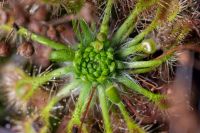 drosera omissa