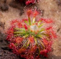 Drosera paleacea