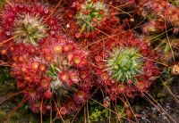 Drosera pygmaea