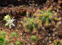 Drosera stelliflora
