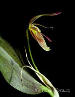 Restrepia sp.