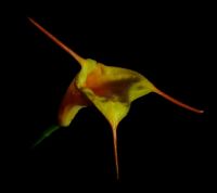 masdevallia