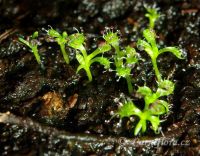 Drosera arcturi