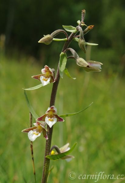 http://www.carniflora.cz/files/600/nase-orchideje%5B1%5D.jpg