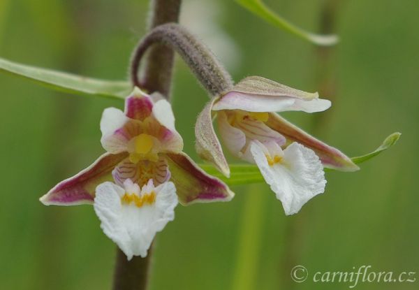 http://www.carniflora.cz/files/600/nase-orchideje%5B2%5D.jpg