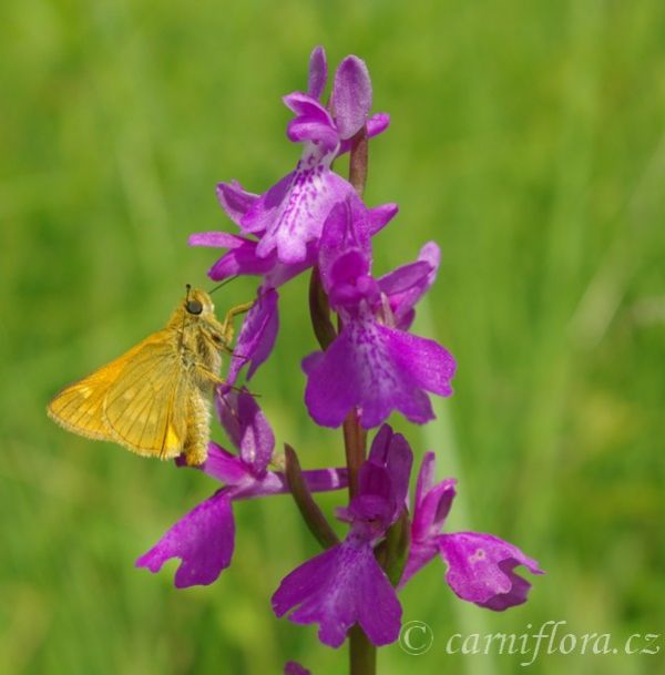 http://www.carniflora.cz/files/600/nase-orchideje%5B4%5D.jpg