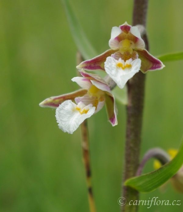 http://www.carniflora.cz/files/600/nase-orchideje.jpg