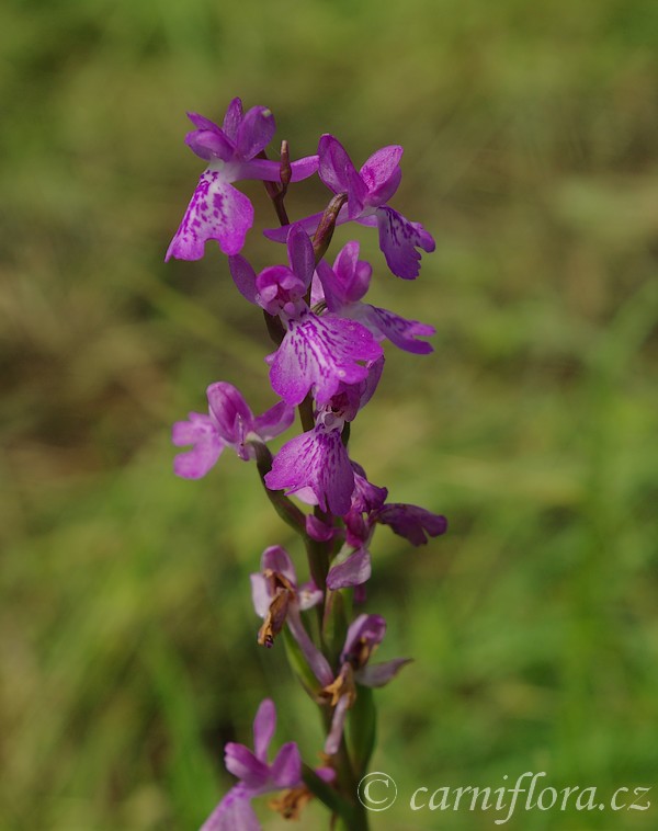 http://www.carniflora.cz/files/nase-orchideje%5B3%5D.jpg