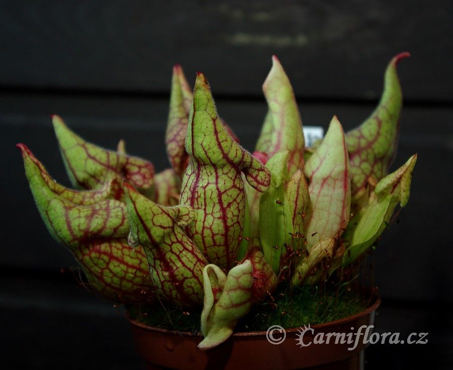 http://www.carniflora.cz/files/sarracenia-purpurea-trpaslici-cepice.jpg